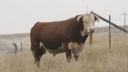 The American Hereford Association celebrates farmers and ranchers across the country who choose every day to Come Home to Hereford. In this video, we visit Montana’s century-old Cooper Hereford Ranch. Mark Cooper explains why the family has remained true to their Line 1 Herefords and why the breed is the best choice for commercial cattlemen and women. #ComeHomeToHereford | American Hereford Association