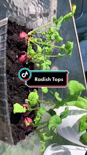 Radish Tops: Grow & Eat for a Healthy Lifestyle