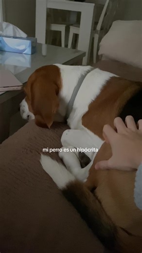 #perro #parati #lentejas #beagle