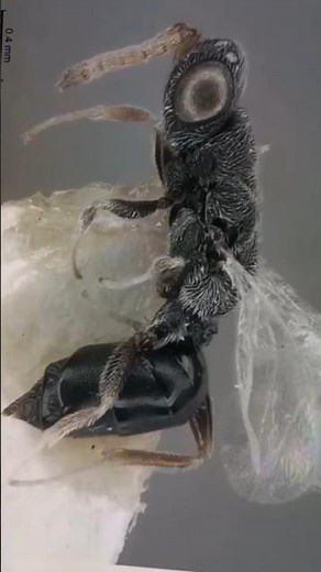 CHALCID WASPS, HOLOTYPES OF EURYTOMA, EURYTOMIDAE, COLLECTION INSTITUTE OF ZOOLOGY, KYIV, UKRAINE