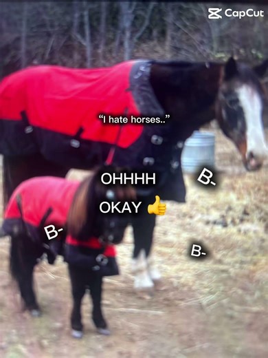 Bbbbbbbbb b b b blocked… #horse