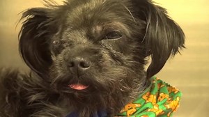 258 reactions · 386 shares | This is a new VIDEO of sweet WESLEY and...