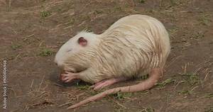 Cute white nutria eats carrots with appetite on the shore at the zoo. Cute white nutria roam freely around the zoo and visitors can feed them by hand. Nutria chews a carrot.