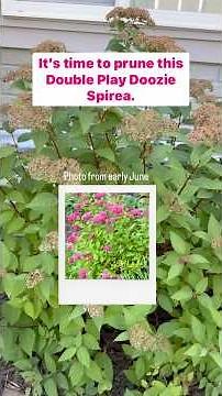 How to prune your spirea