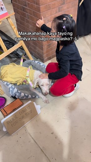 179K views · 10K reactions | 3 adoption events… and she’s still trying  See you on November 15 and 16 in The Cornerhouse, San Juan | Project Kuna | Facebook