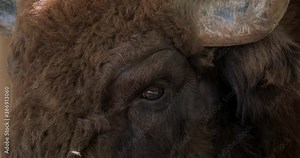Close up of Bison UHD 4K