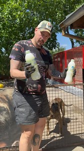 84K views · 3K reactions | Goat whey is excelent protein for Dogs  #presacanario #goat #whey #protein #breeder | Stevanovic Ivan | Facebook