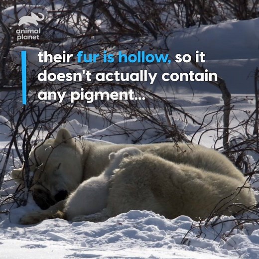 214K views · 10K reactions | These cubs are so lucky #InternationalPolarBearDay | Animal Planet | Facebook