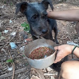 37 reactions | Stray dogs and cats are the forgotten victims of COVID-19, but thanks to you many are getting fed. You are helping shelters to care for them in Brazil, Thailand and other locations during this time. Image thanks to Anderson Ribeiro/GAEPA and Rosânia Ramalho/Patas Unidas | World Animal Protection New Zealand | Facebook
