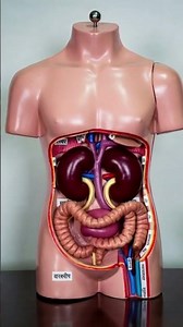 #exeretorysystem #humanexeretorysystem #exeretorysystemhuman #lifescience #humanscience #3Dexeretory