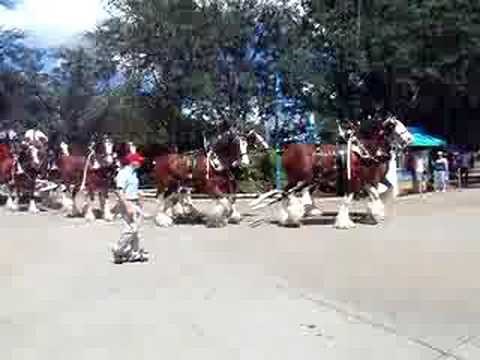 Clydesdales at SeaWorld