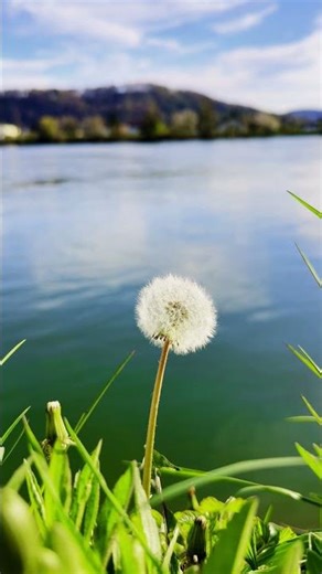 Alpine Wildflowers & Water Sounds—Total Calm #bloomingflowers #relaxingambience #swissbeauty