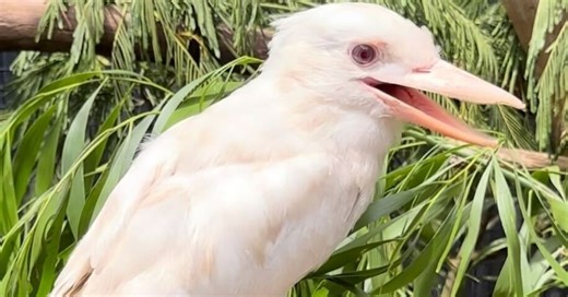 Casper the kookaburra was booted from his nest for looking different. Thanks to some kind wildlife rescuers, he's living large