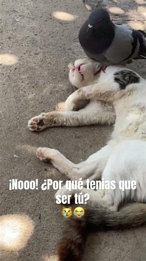Cuando no te dejan dormir tranquilo 😹🤣 #viralvideo #funny #cat #gatos