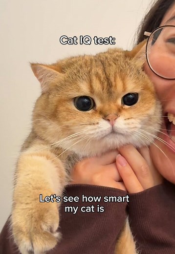 Testing My Cat's Intelligence with Treats