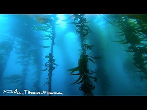 Spearfishing The Channel Islands - June 2021