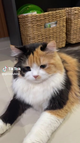 Cuteness Overload with Calico Cats | Meowing Kittens Compilation