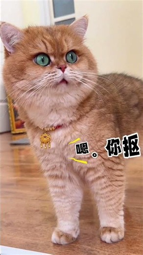 13. Yuanbao - You tickle me~! #ChattyCat #DramaticCat #Cat Deworming