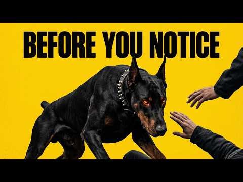 The Exact Moment a Doberman Decides to Protect You