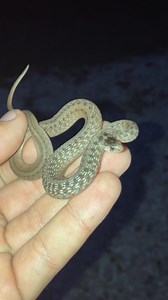 Look what I found! Harmless DeKay’s Brown Snake (Storeria Dekayi)🐍 | Storm Chaser Kenny Schenk