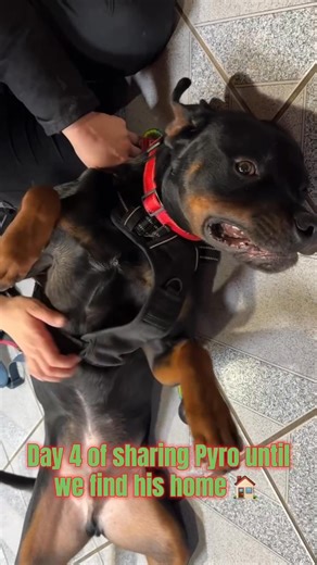 Day 4 of sharing Pyro until he finds his home 🏠 A lot goofy. A lot lovable. Soaking up the attention he deserves. He is fully vetted, and his adoption fee is fully sponsored. Apply to adopt Pyro: https://fs16.formsite.com/WishBoneCanineRescue/adoptionapplication/index.html | Wish Bone Canine Rescue