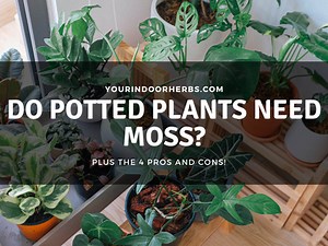Do Plants Need Moss? Is It Good or Bad? | Your Indoor Herbs and Garden