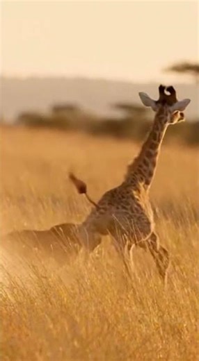 Giraffe Mom Unleashes Dust Storm to Save Calf from Lioness!