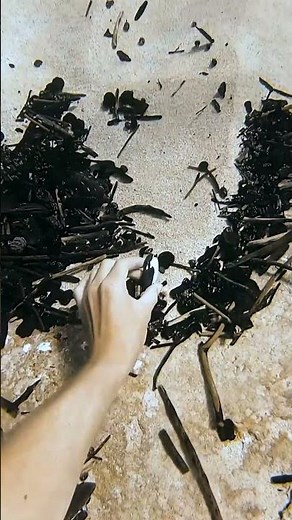 Killer whale found in Hawai’i #shorts