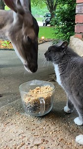 I am so sad to announce that our sweet boy Rabbit has passed💔 He was over 20 years old and he loved beyond measure and in turn was loved by all💕 This video could have been 43 hours long because I have at least that many videos of him showing his love here over the years🥺 Thank you Rabbit for being the gentle soul you were and for being an incredible role model to the rest of the fur family here💕 And thank you Sandra for giving me him when I was looking for a rabbit for my kids for Easter, he