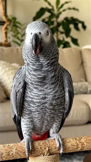 parrot poly want some crackers