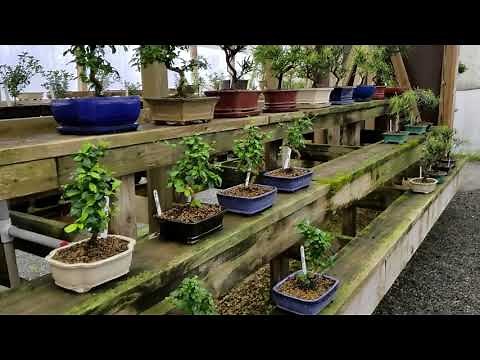 My new Mini Schefflera Bonsai from Bonsai by dori in Cottondale Florida