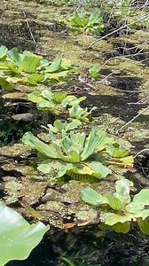 Found a little gator 🐊 | Nick Fox