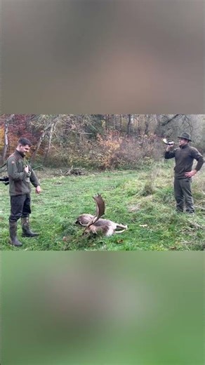 Fallowdeer hunting in czech republic🌿🫡 #hunting #fallowdeer #foryou #popular