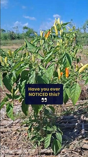 Have you ever noticed this about bird's eye chilies? 👀