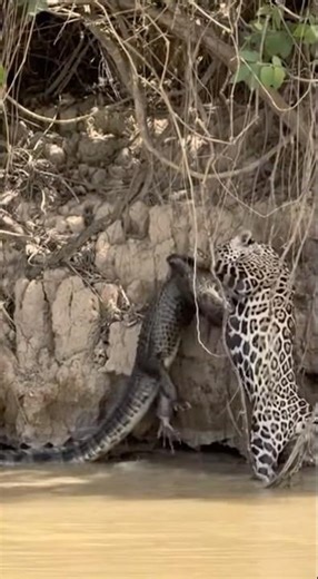 Leopard VS Crocodile