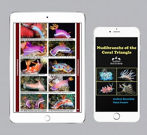 Nudibranchs of the Coral Triangle