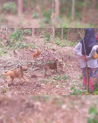 Hampir Saja || Lah Basilang - Silang Nyo #berburubabi #RicoRodriguez | Rico Rodriguez