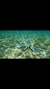 Snorkeling 🤿🤿🐢🐢👌 | Nosy-Be SIDO TOUR