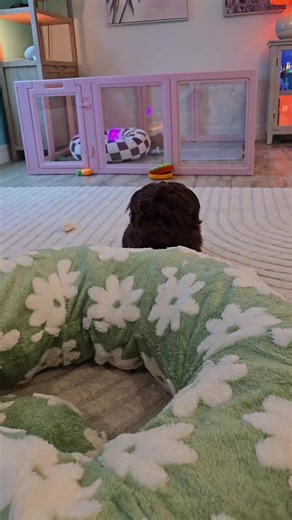 the little piggy sounds 😭 #fyp #shihtzusoftiktok #fyppppppppppppppppppppppp