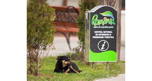 Tails from the Streets | Exeter Anthrozoology as Symbiotic Ethics (EASE) working group | University of Exeter