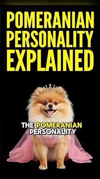 POMERANIAN PERSONALITY & ATTITUDE 101 ✅ Top Pomeranian Dog Breed Tips, Facts & Ownership Pros & Cons
