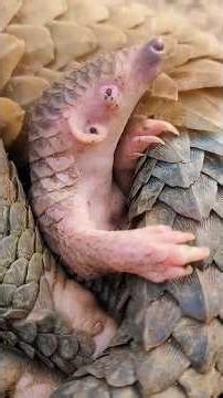 She Saved a Crying Baby Pangolin What Happened Next Will Melt Your Heart #shorts