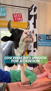 Cow peeks into couple's window every day and asks for cuddles 🐄 #cows #farmlife #cuddlebuddies | Cuddle Buddies