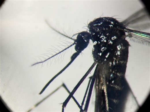 Chikungunya virus: What you need to know