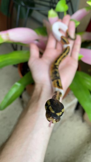 Adorable Ball Python Snakes Compilation