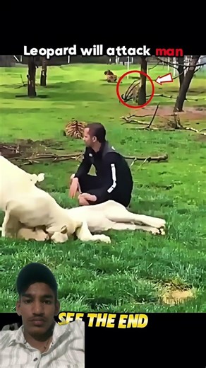 Tiger Hero: Stops Leopard Attack Behind Man! #trending #animals #wildlife #shortvideo #trending