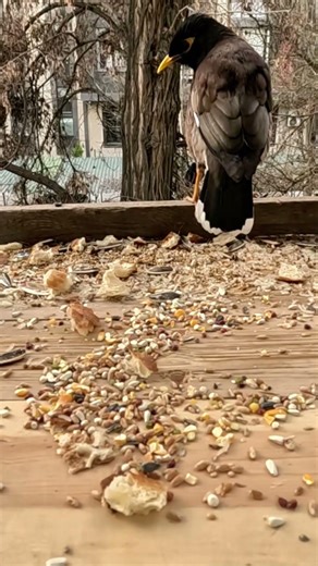 The singer didn’t expect a guest