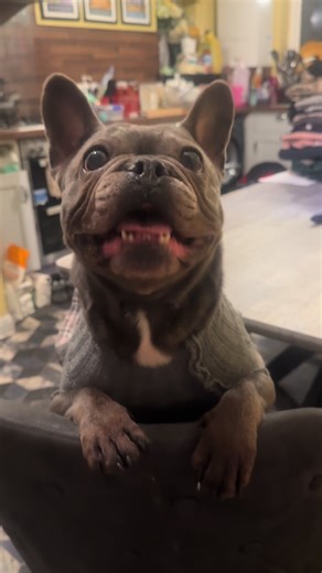 Lilly & Luna Show (@lillylunashow)’s videos with Tatum Here Til Dinner - Tatum Talks