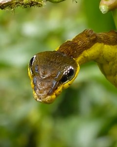 The Caterpillar Looks Like A Snake #mimicry #caterpillar | The Viral Vid