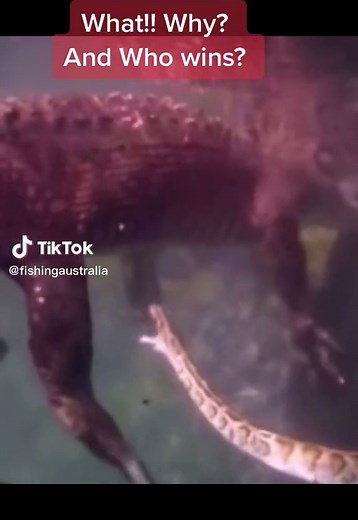 Epic Crocodile vs Python Showdown Explained